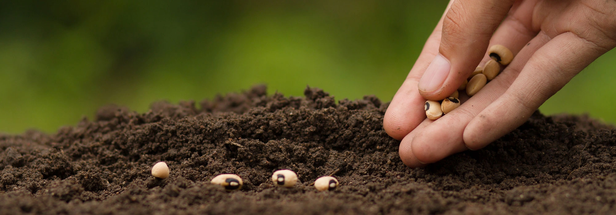 Affordable Flower Bed Planting