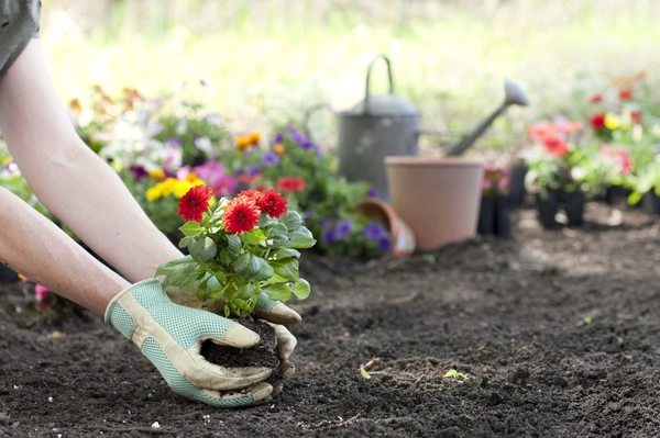 Flower Bed Planting